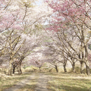 うぐい川の千本桜