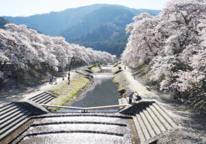 うぐい川　鮎河の千本桜
